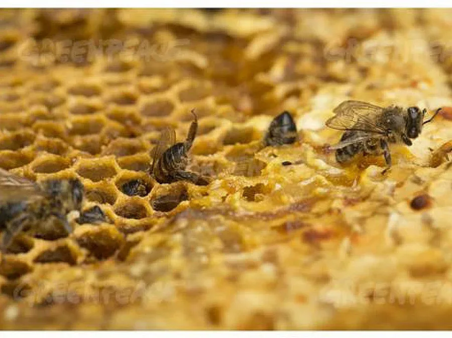 ЕС спасява пчелите от пестицидите