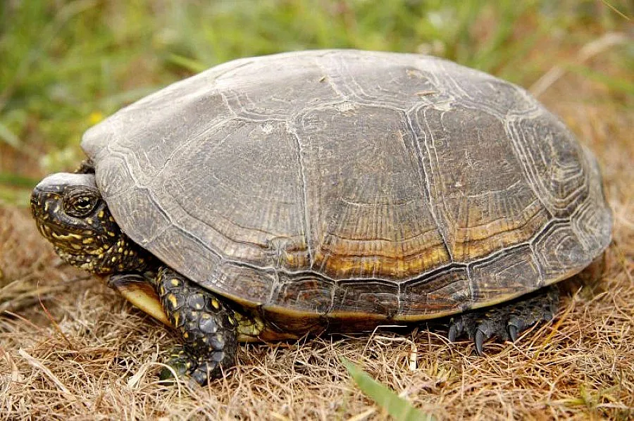 Задържаха четирима с 33 сухоземни костенурки