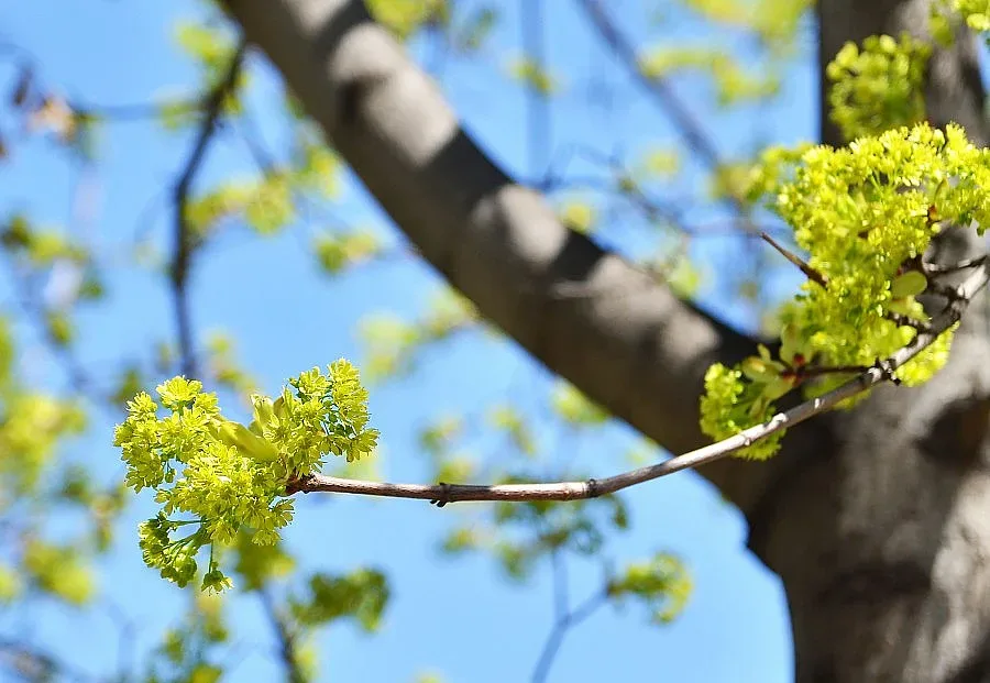 Нови 300 дървета засаждат в Пещера