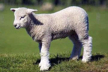 Фермери: Има спекула с агнешкото