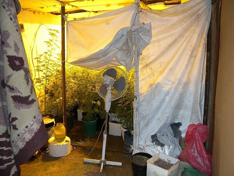 Разкриха наркооранжерия в Крън