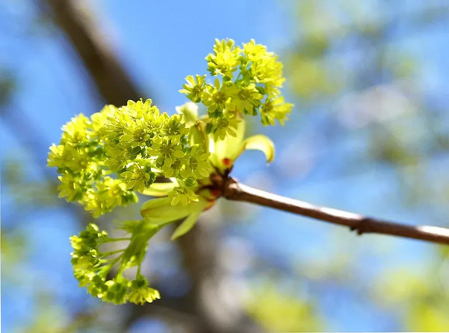 Минималните температури в петък – между 1° и 6°