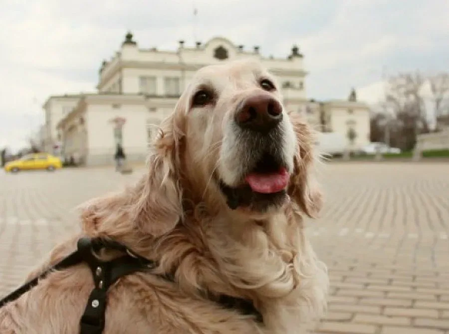 И кучето Дар става депутат