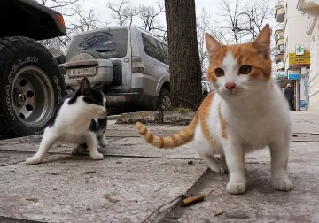 Заралии отнесоха глоба за хранене на бездомни котета