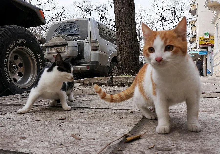 Заралии отнесоха глоба за хранене на бездомни котета