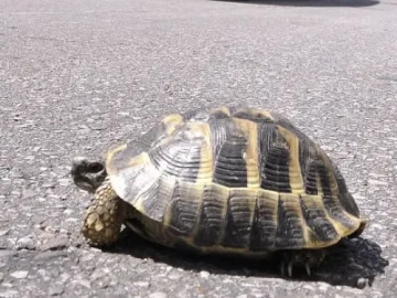 Рецидивист-крадец на костенурки виси на косъм от затвора