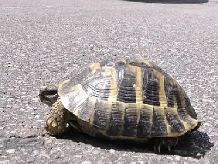 Рецидивист-крадец на костенурки виси на косъм от затвора