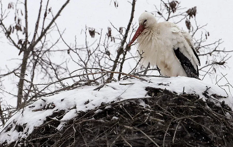 1/5 от проблемните двойки разчитат на донор за бебе
