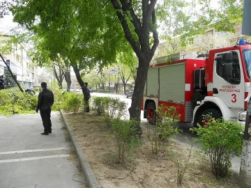 Ураган изкорени 15-метрово дърво в Благоевград