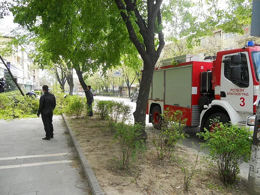 Ураган изкорени 15-метрово дърво в Благоевград