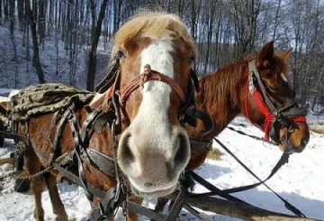 Под 5% е конското в месото в ЕС