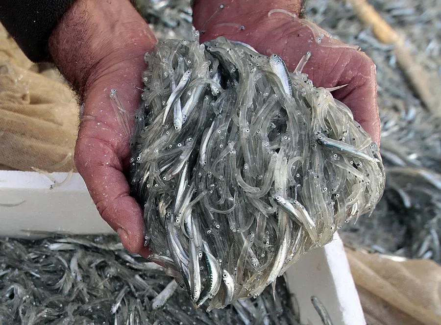 До 31 май риболовците в Пазарджишка област мятат въдици в 6 водоема