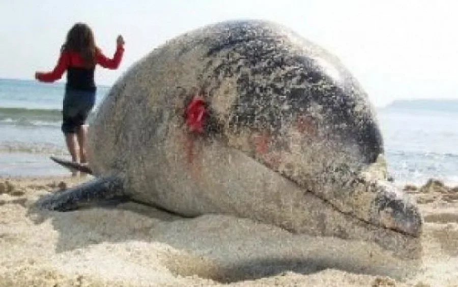 Два мъртви делфина изплуваха край Варна