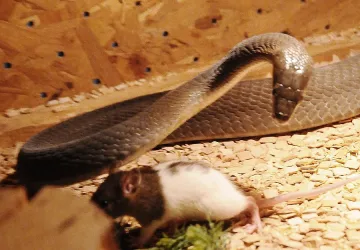 Със змиите убийци се общува само с инструменти