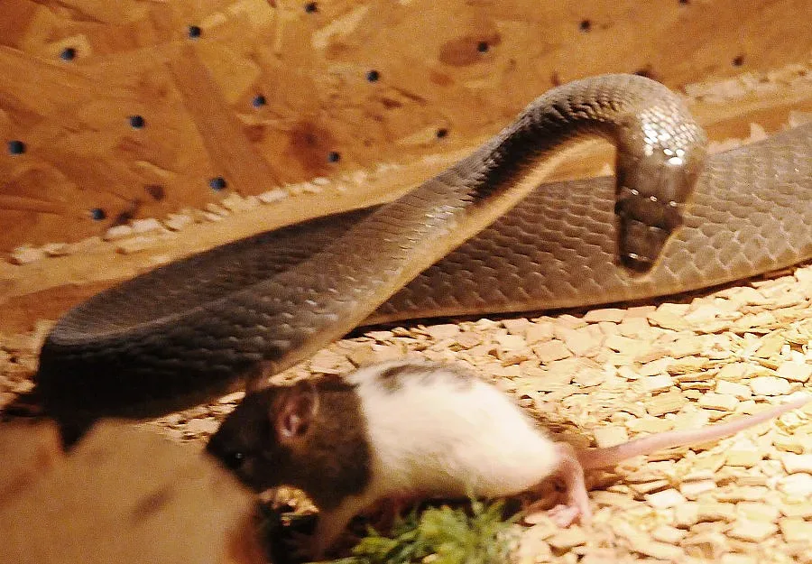 Със змиите убийци се общува само с инструменти