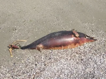 Мъртъв делфин изхвърли Черно море близо до Варна