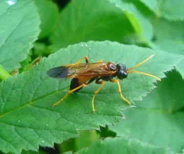 Нашествие на насекоми заплашва Русе