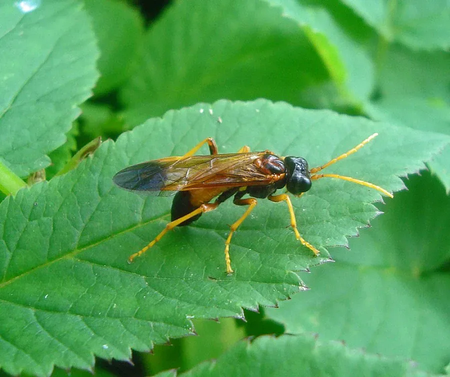 Нашествие на насекоми заплашва Русе