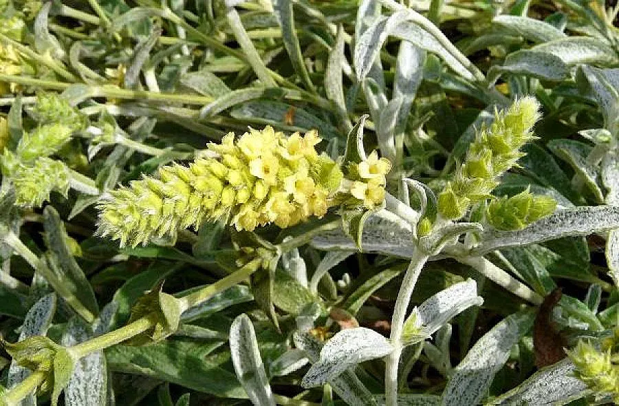 Мурсалският чай е виаграта на Тато