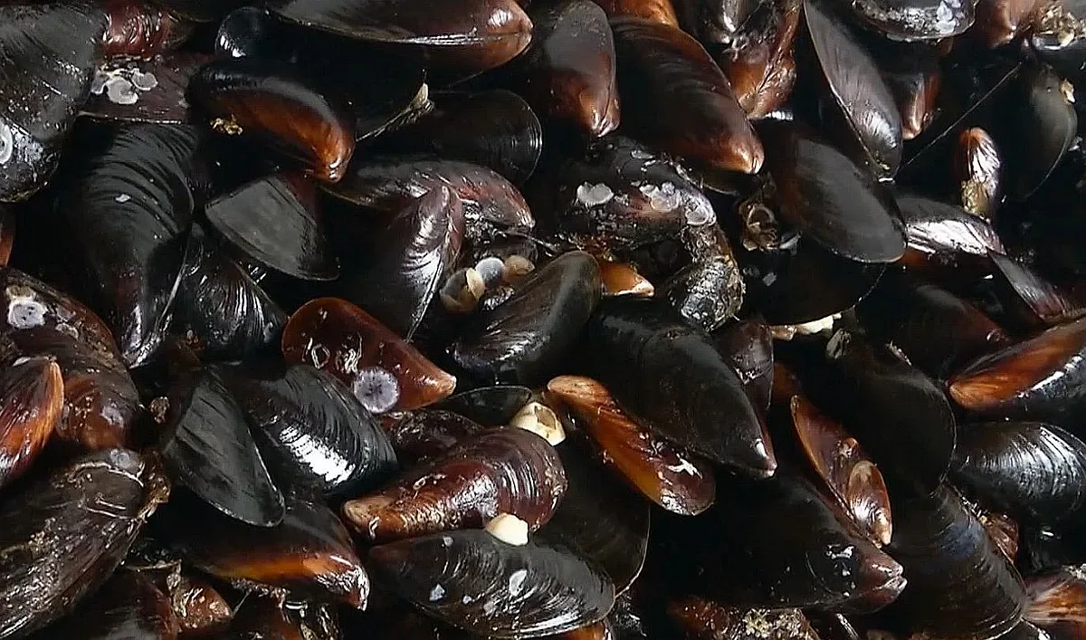 Голям деликатес изчезва от менюто по морето, стана ясна причината