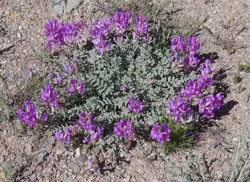 Властта се застъпи за растение на 11 века