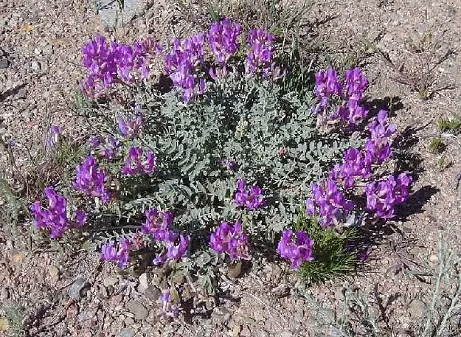 Властта се застъпи за растение на 11 века