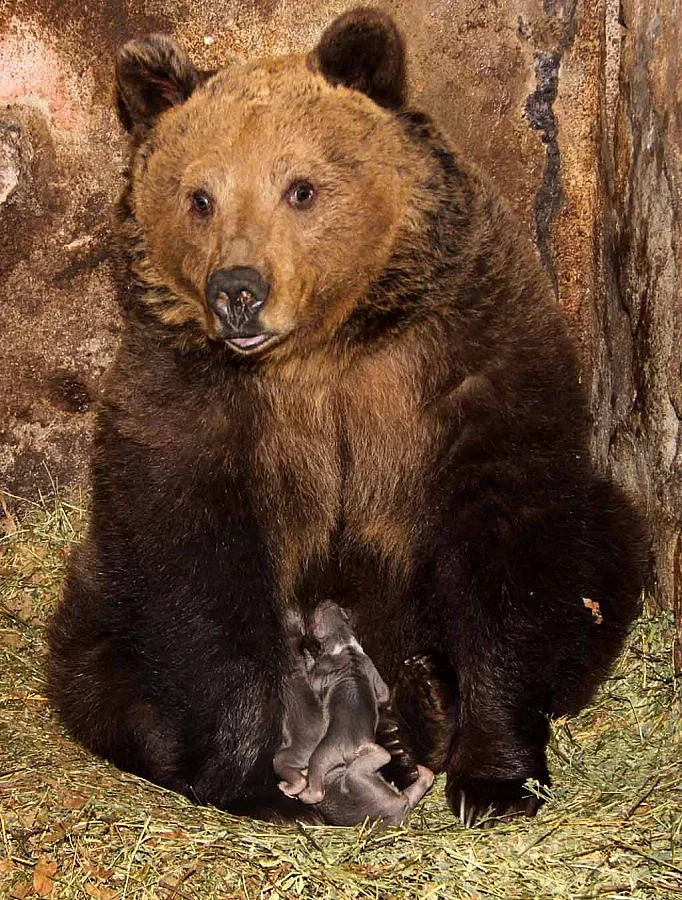 Резерват за мечки вдигат и в Стара Загора