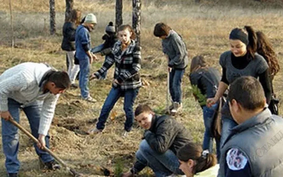 Залесяват 65 дка атласки кедър и тополи