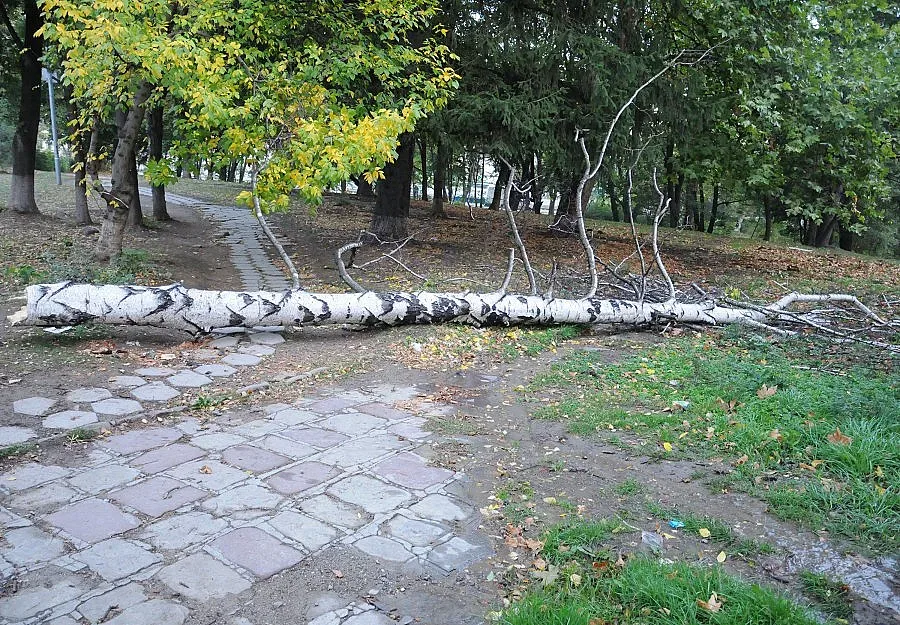 Дърво уби човек в гората