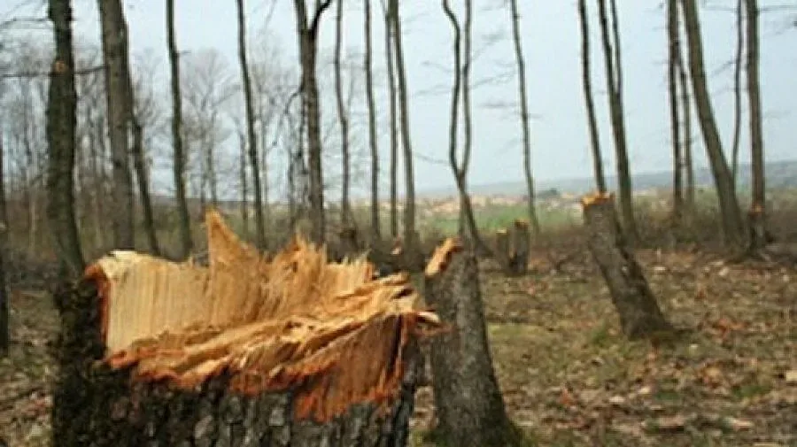 Глобяват селянин 5 бона за отрязано дърво