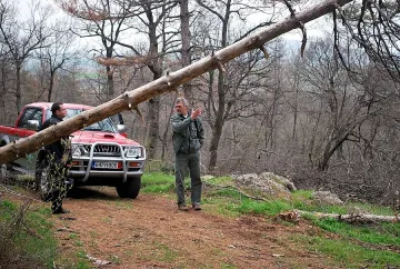 Белите Борове в Южна България съхнат поголовно