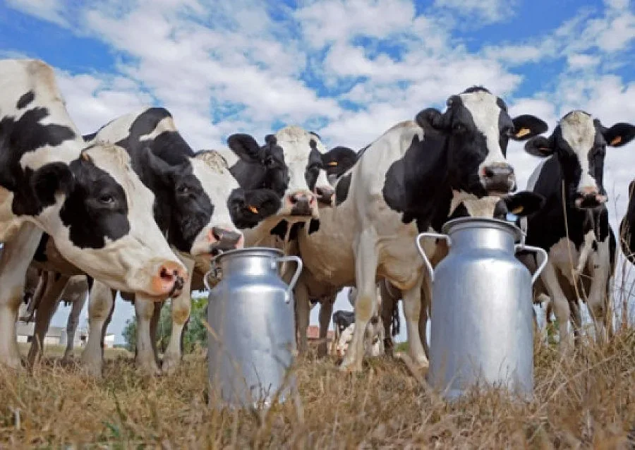 От 1 април се отчита изпълнението на млечните квоти