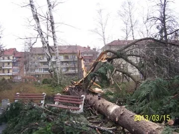 Габрово с нови дървета след урагана