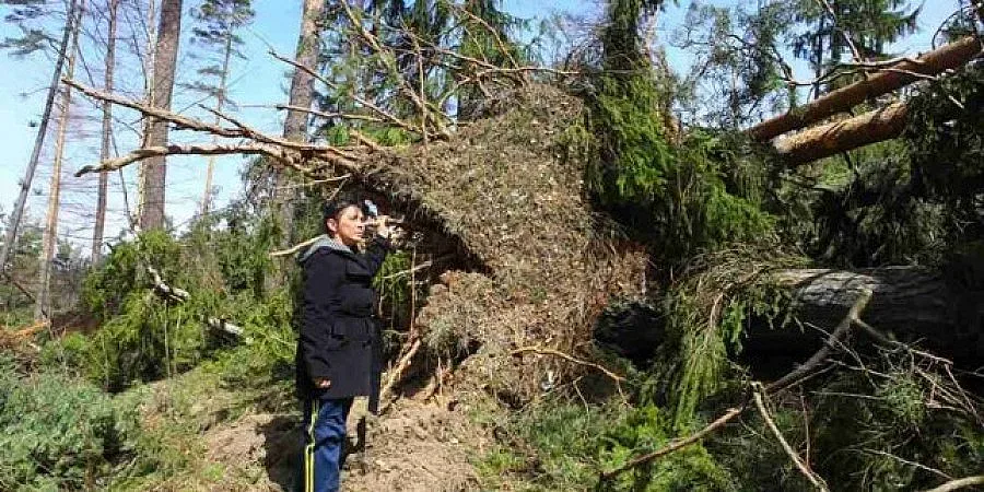 Смерчът повалил 500 дка гора в Копривщица