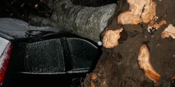 Дърво падна върху младеж