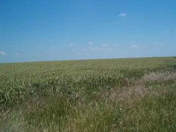 Цената на пшеницата пада