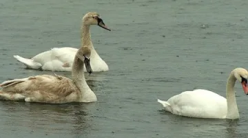 Мисия Лондон по брюкселски