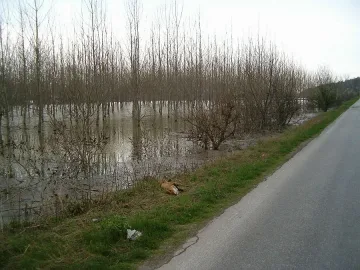 Дигите здрави при Видин