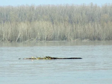 И Дунав край Силистра се надигна