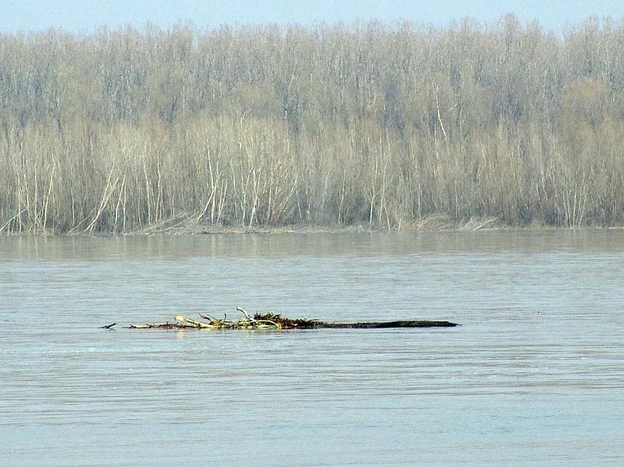И Дунав край Силистра се надигна