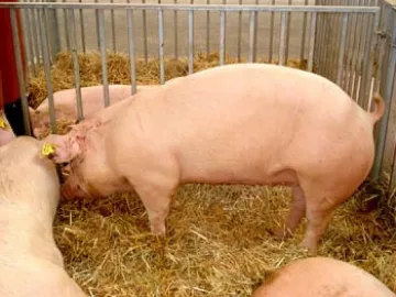 Брюксел ще плаща за дунавски свине