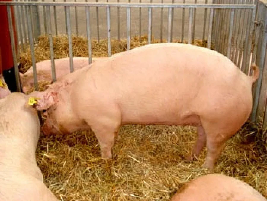 Брюксел ще плаща за дунавски свине