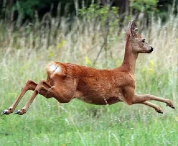 Спипаха бракониери с убита сърна