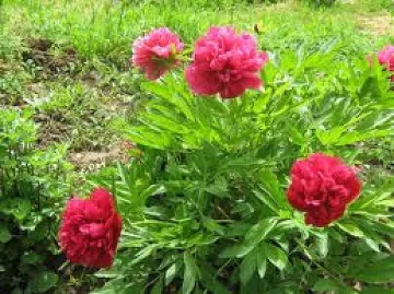 Спасяват пътя до божурите от свлачище