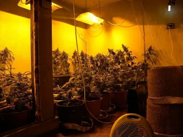 Ченгета разбиха лаборатория за канабис   