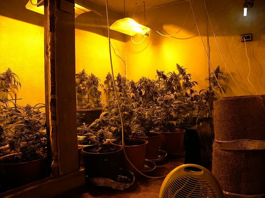 Ченгета разбиха лаборатория за канабис