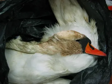 Откриха отстрелян ням лебед 