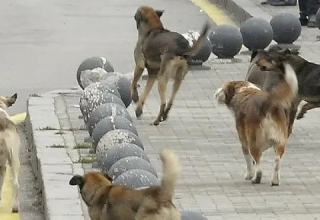 Глутницата още не е открита! Дронове издирват бездомните кучета в София