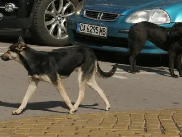 Удрят с глоби за кучета без надзор