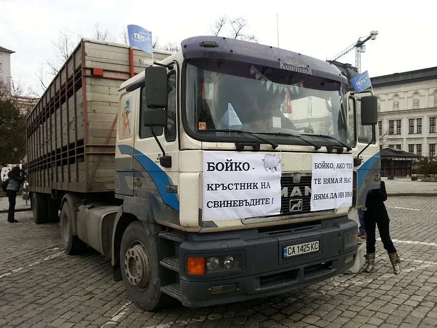 Прасетата пред парламента били в стрес